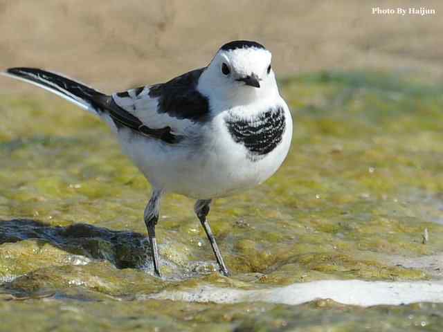 猎艳(红尾水鸲与白顶溪鸲) 猎艳(红尾水鸲与白顶溪鸲)