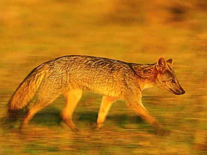 犬科：狐亚科食蟹狐属之食蟹狐