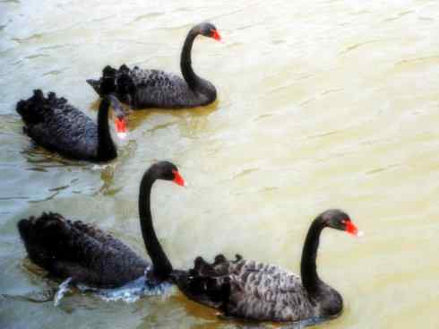 家禽驯化之源之十一