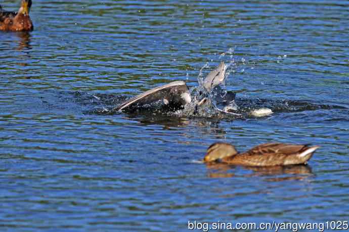 寻鱼的夜鹭（3）