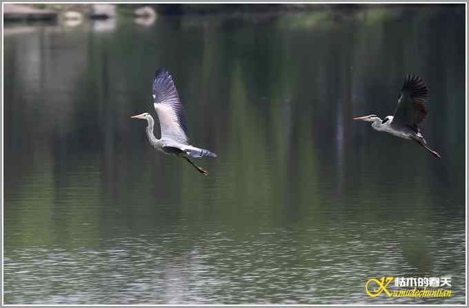 飞翔的鈥滒剽潯菊掌