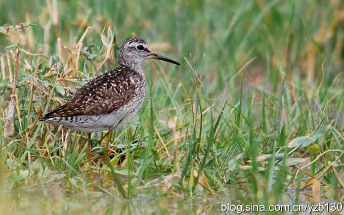 鸟的天堂10鈥斺斘诹核睾５呐浣牵汉旖硼郑浚ㄗ橥迹