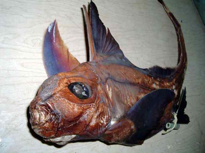 鱼类活化石：银鲛