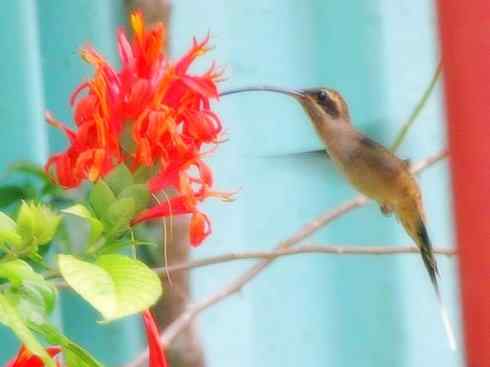 猎奇：奇特的鸟喙之九