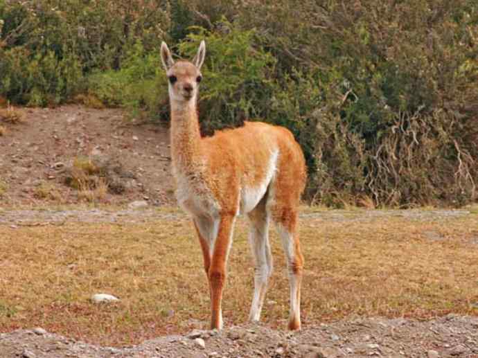 犬科：狐亚科食蟹狐属之食蟹狐