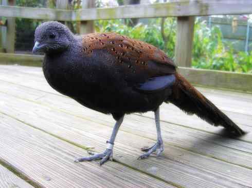 凤凰：传说中的鸟原型探秘（孔雀雉）