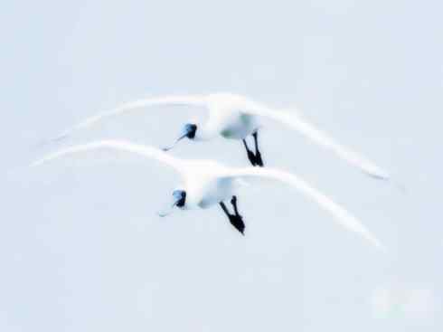 猎奇：奇特的鸟喙之八(重发之黑琵鹭)