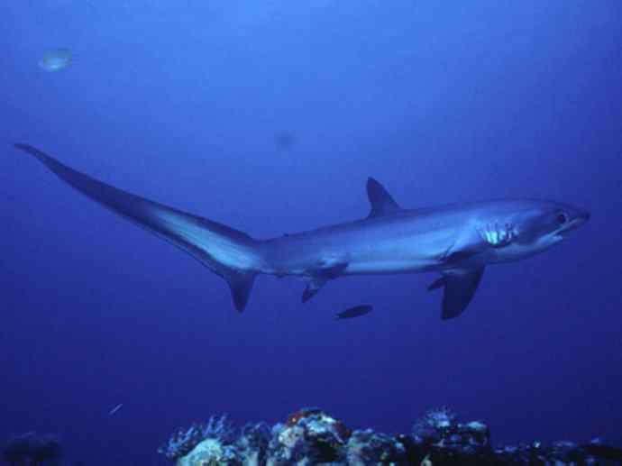 鱼类活化石：魔鬼鲨