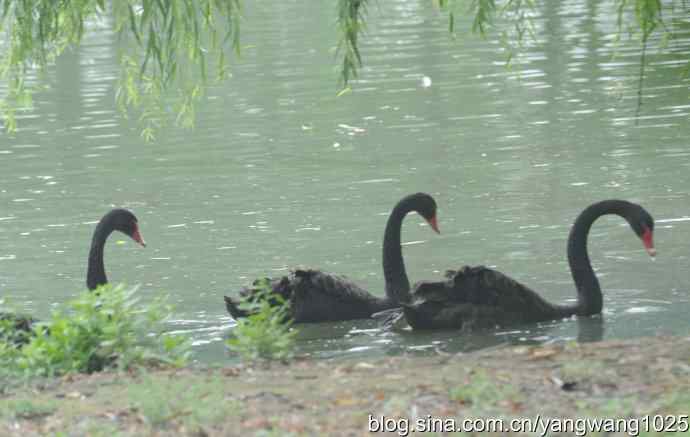 麋鹿的乐园 wbr3