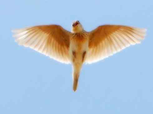 家禽驯化之源之二十八