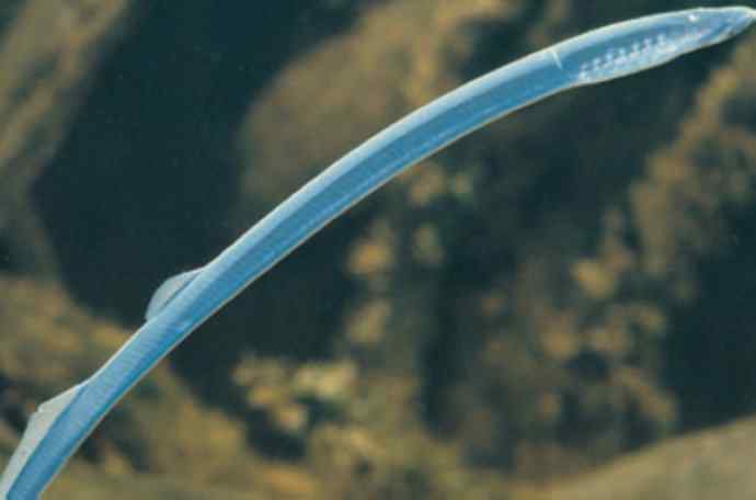 鱼类活化石：背眼七鳃鳗