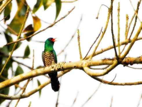 奇特的盔：大犀鹃