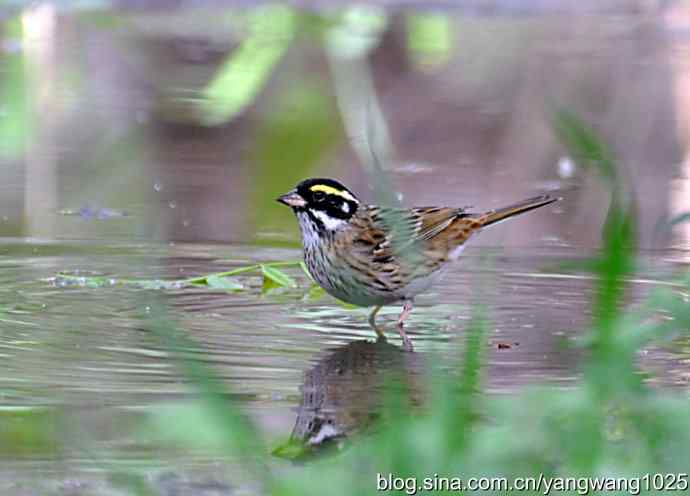 黄眉鹀与白眉鹀