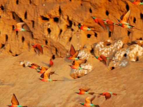 极品红色鸟类：红蜂虎