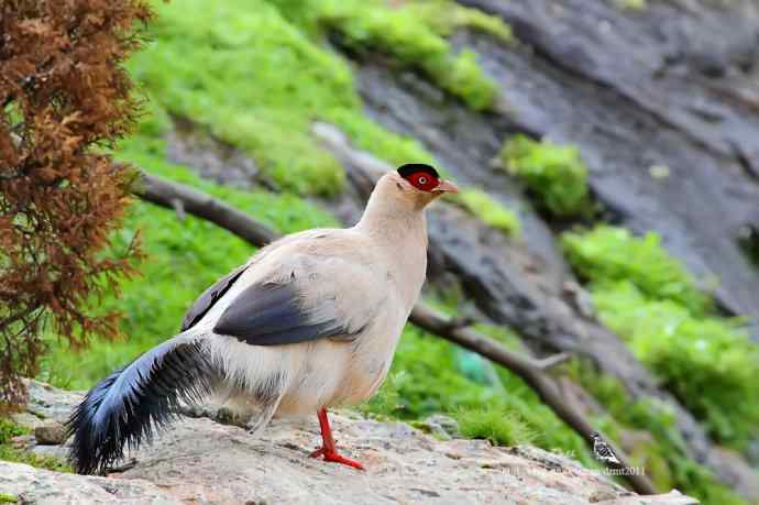 川西行鈥斺敯茁砑