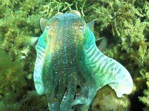 自然奇观：动物大迁徙(乌贼）