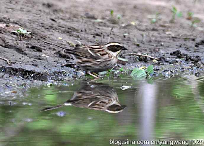 黄眉鹀与白眉鹀