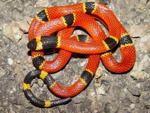 龙：传说的兽原型探秘（环蛇类）