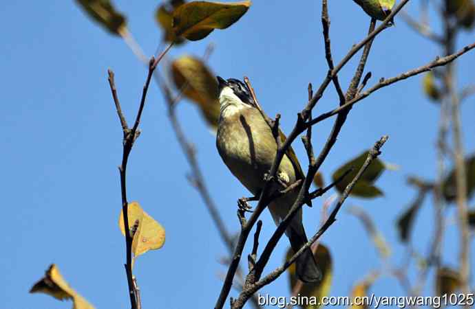 5~6级风中的白头鹎 5~6级风中的白头鹎