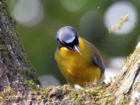 美丽无罪：雀鸟之噪鹛