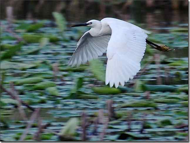 风姿绰约 wbr轻舞飞扬