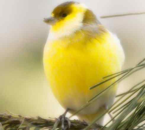 家禽驯化之源之十九