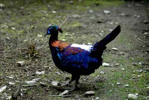 国家一级保护鸟类第2辑