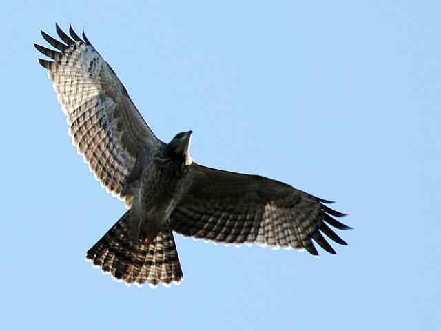 望京楼观赏猛禽迁徙