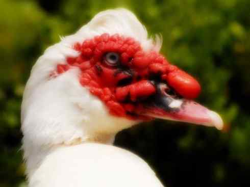 家禽驯化之源之二