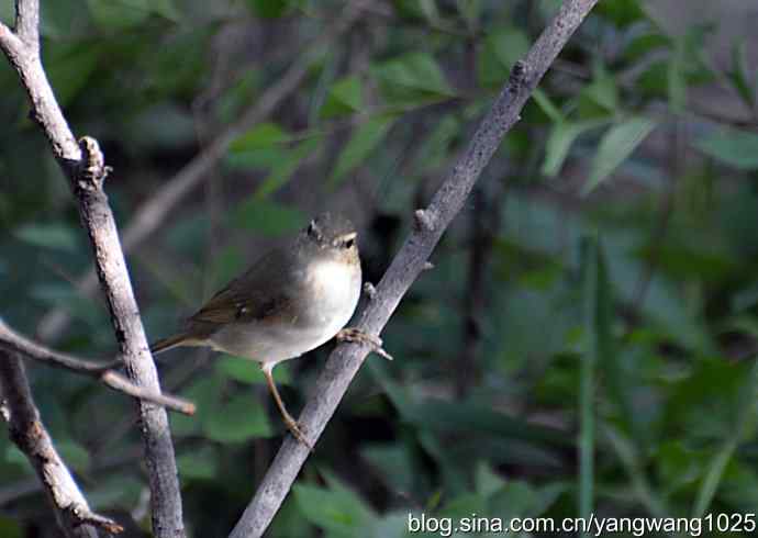 巨嘴柳莺（枝干篇）