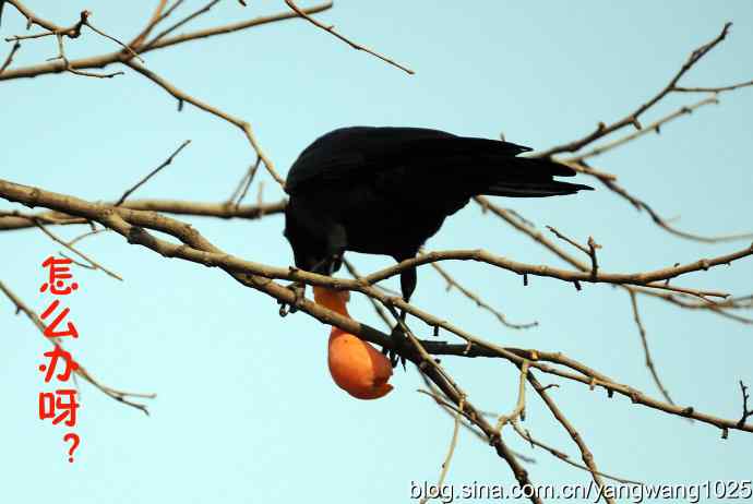 聪明的乌鸦 wbr1 聪明的乌鸦 wbr1