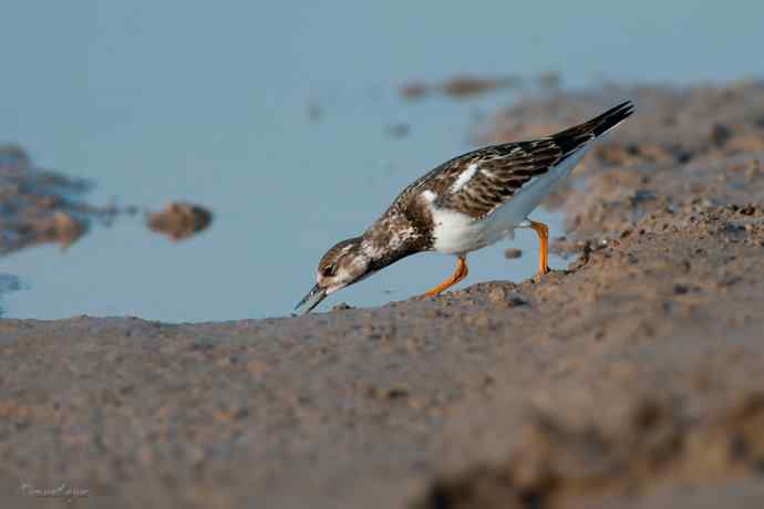 野鸭湖的秋天.翻石鹬 野鸭湖的秋天.翻石鹬