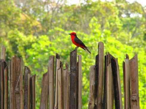 极品红色鸟类：朱红霸鶲