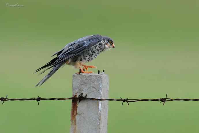 【综合】草原猛禽