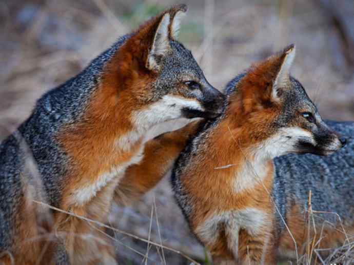 犬科：狐亚科灰狐属之灰狐、岛屿灰狐