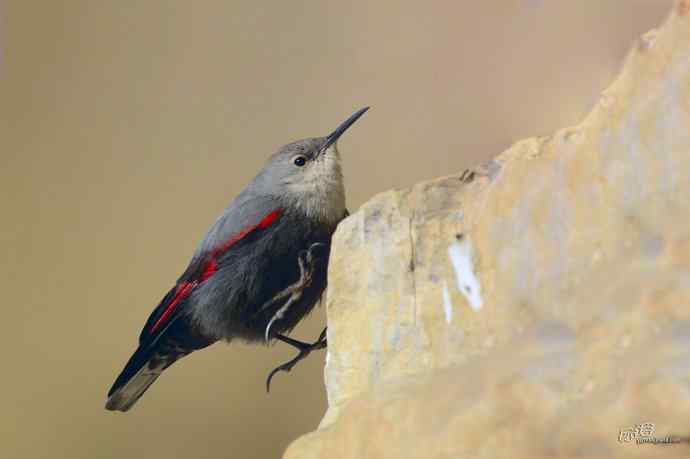 红翅旋壁雀头顶羽毛排列独特