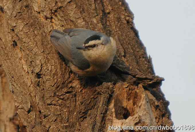 黄雀和植物园众小鸟 黄雀和植物园众小鸟