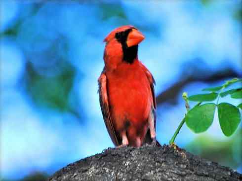 极品红色鸟类：红衣主教鸟