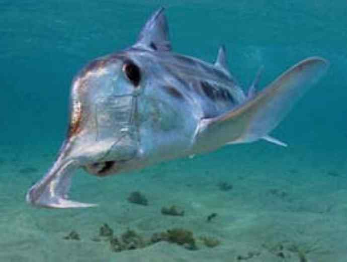鱼类活化石：叶吻银鲛