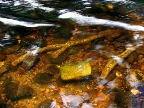 鱼类活化石：背眼七鳃鳗