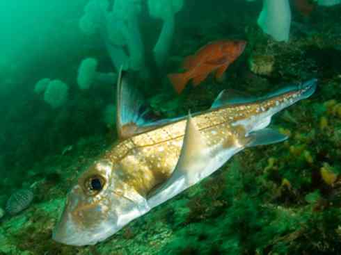 鱼类活化石：银鲛