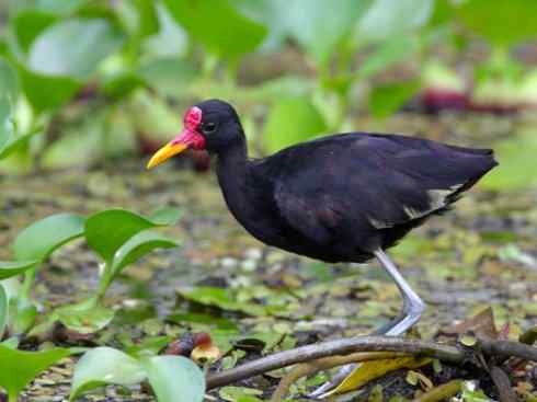 奇特的盔：非洲雉鸻