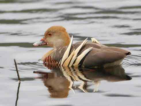 欣赏:美丽的树鸭 欣赏:美丽的树鸭