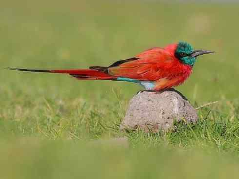 极品红色鸟类：红蜂虎