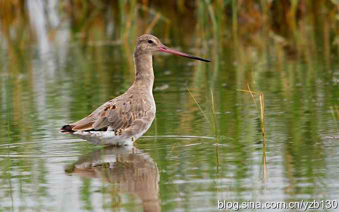 鸟的天堂10鈥斺斘诹核睾５呐浣牵汉旖硼郑浚ㄗ橥迹