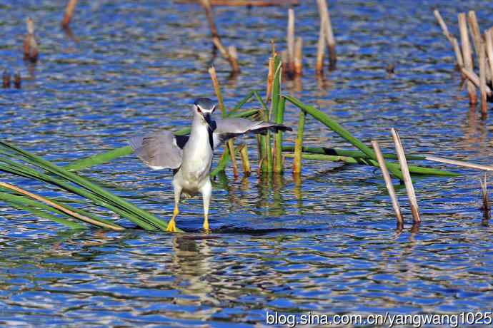 寻鱼的夜鹭（5）