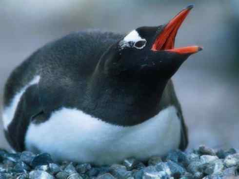 鸟类之最:巴布亚企鹅