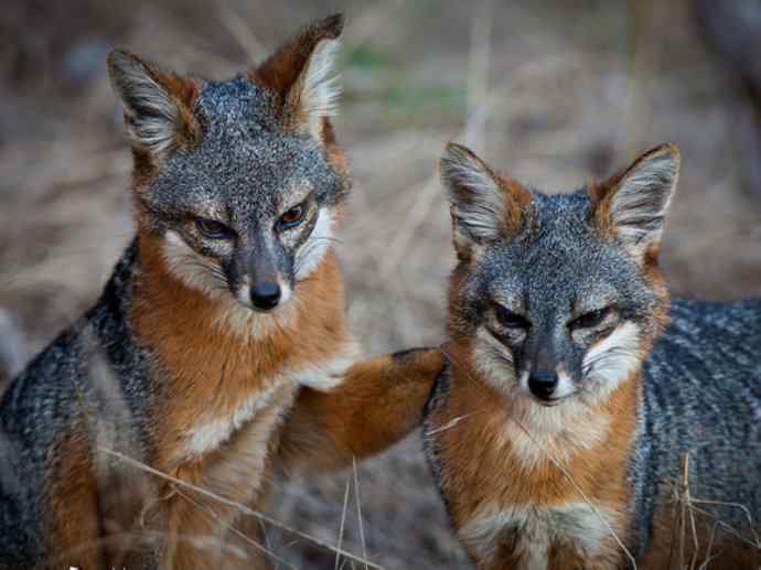 犬科：狐亚科灰狐属之灰狐、岛屿灰狐
