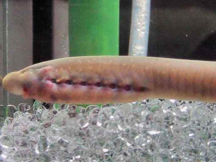 鱼类活化石：背眼七鳃鳗