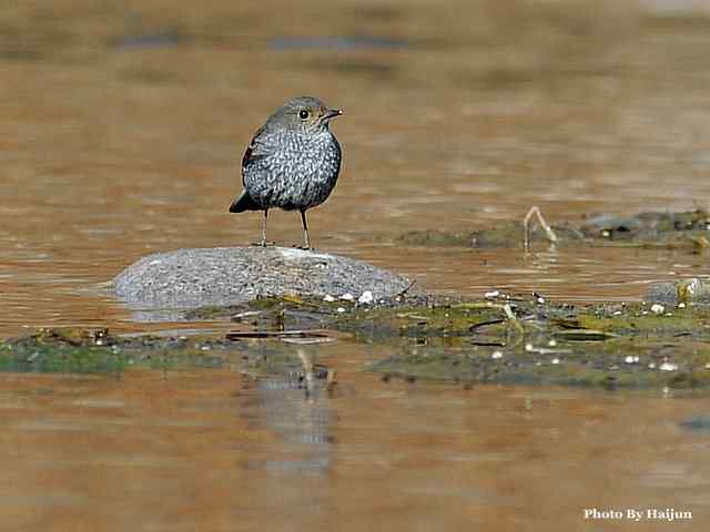猎艳(红尾水鸲与白顶溪鸲) 猎艳(红尾水鸲与白顶溪鸲)